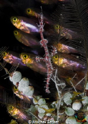 Juvenile ghostpipe fish with pygmy sweepers as background by Andreas Zenker 